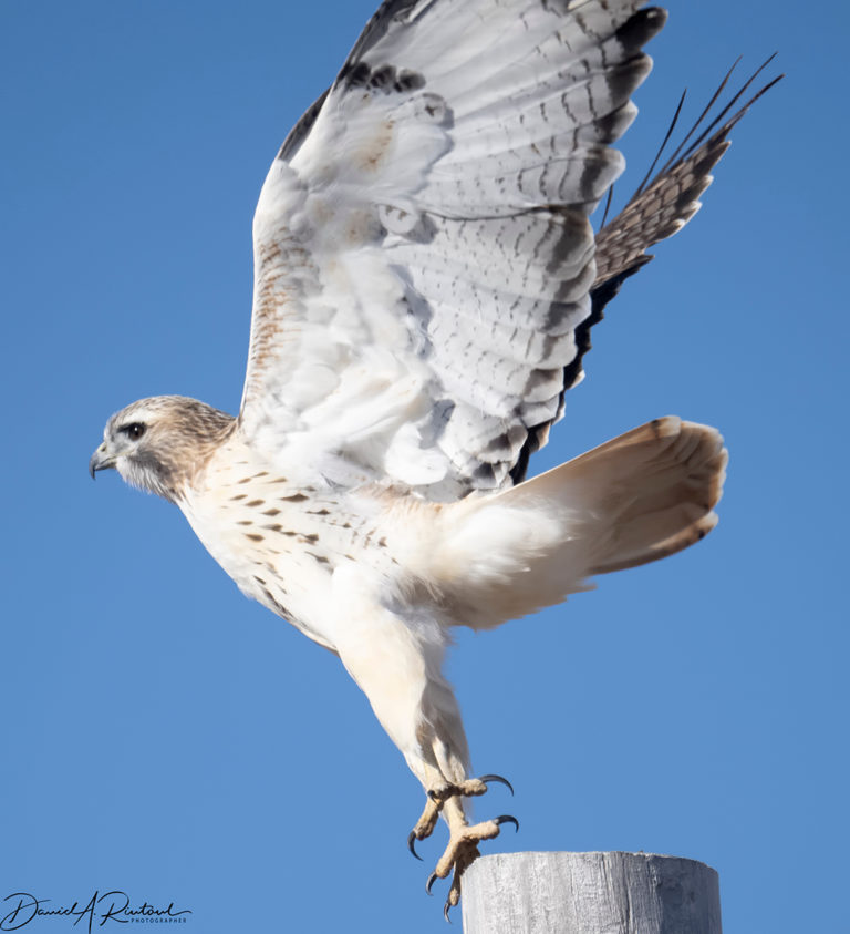 On The Road - Albatrossity - Winter Hawks