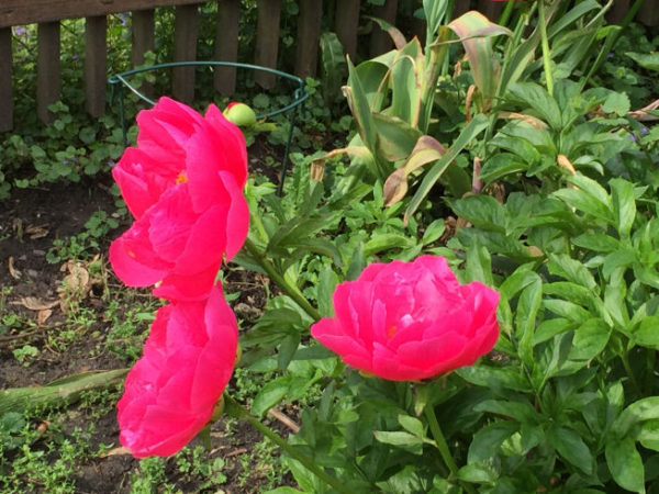 Sunday Morning Garden Chat