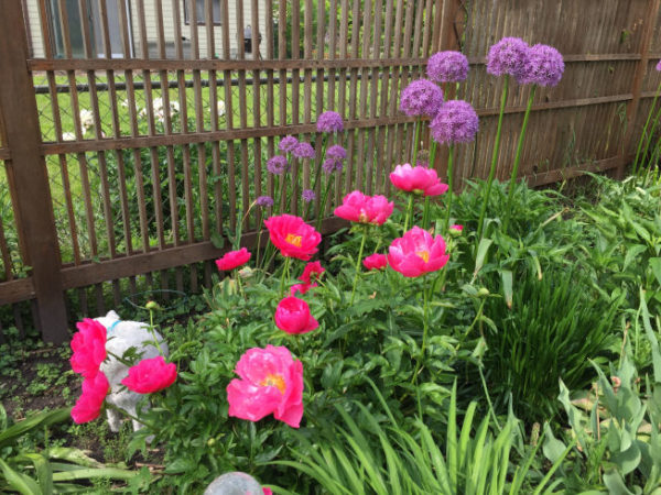 Watergirl - peonies & allium