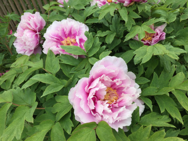 WaterGirl - tree peony