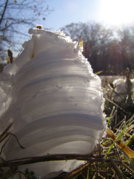 frost flower - sunrise