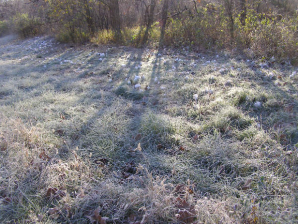 frost flowers roadside view