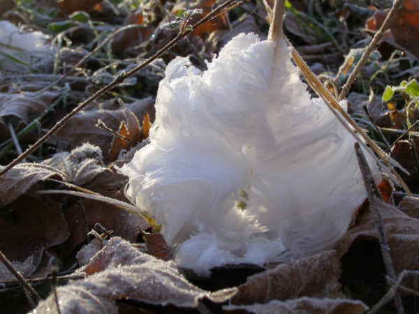 frost flowers - wow