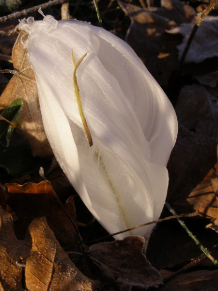 frost flowers smooth operator