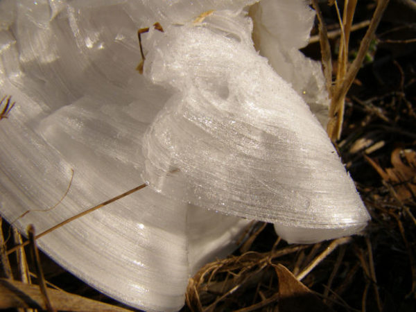 frost flowers - striated