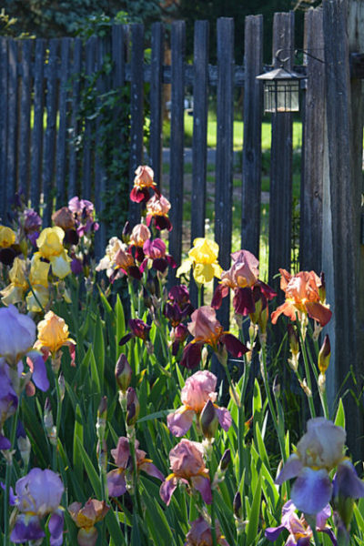 Irises in sunlight
