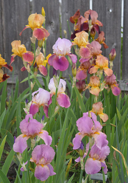 olympia irises