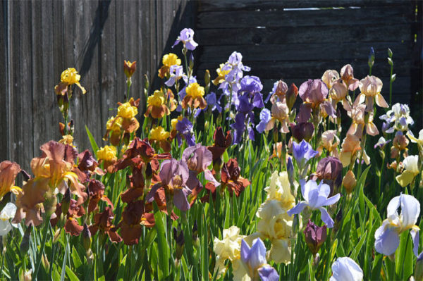 Iris flowers of the Rainbow Goddess