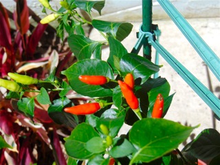 Tabasco peppers - Cope