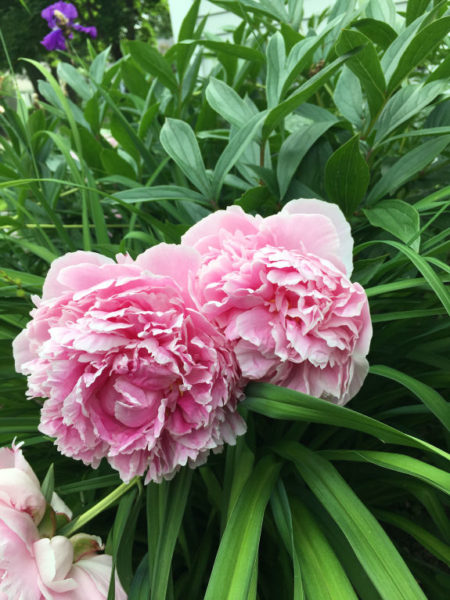 Momsense - Peony blossoms