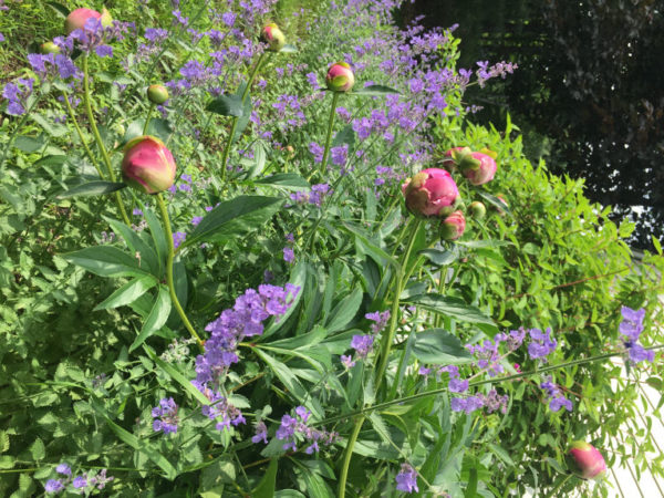 Momsense Sunday Morning Garden Chat: Memories of Summer
