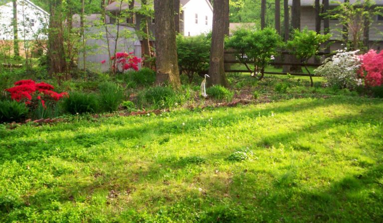 On The Road - Auntie Anne - Literally - my backyard 6