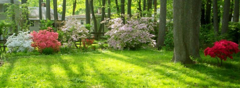 On The Road - Auntie Anne - Literally - my backyard 7