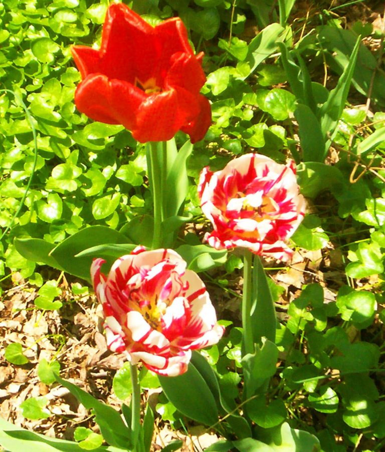 On The Road - Auntie Anne - Literally - my backyard 2