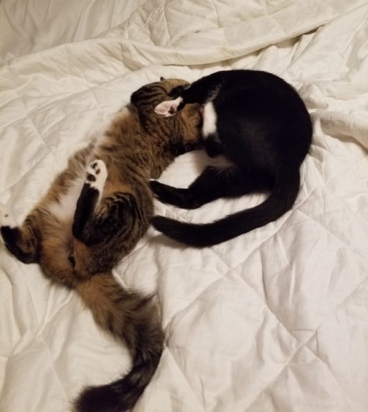 Respite Open Thread: Some Kitties 4