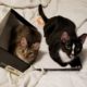 Respite Open Thread: Some Kitties 5