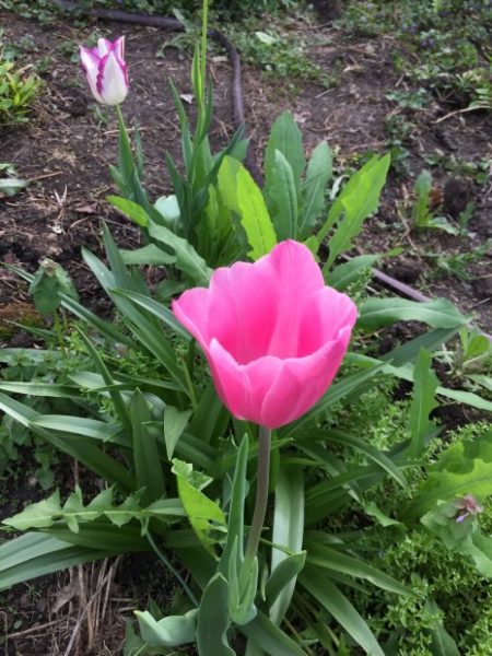 favorite pink tulip