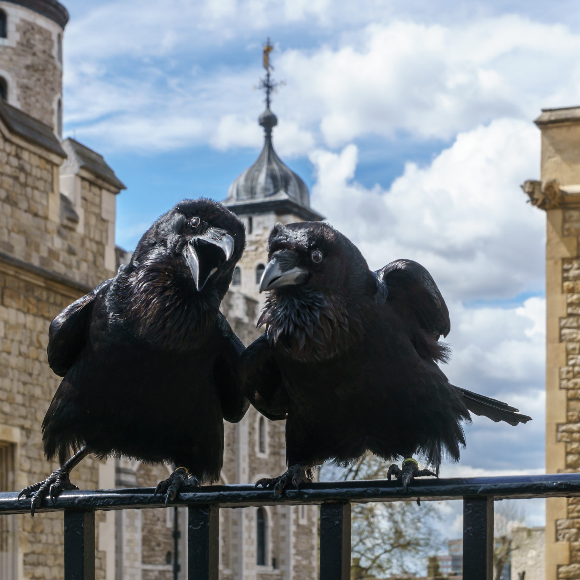 Ravens at the Tower of London