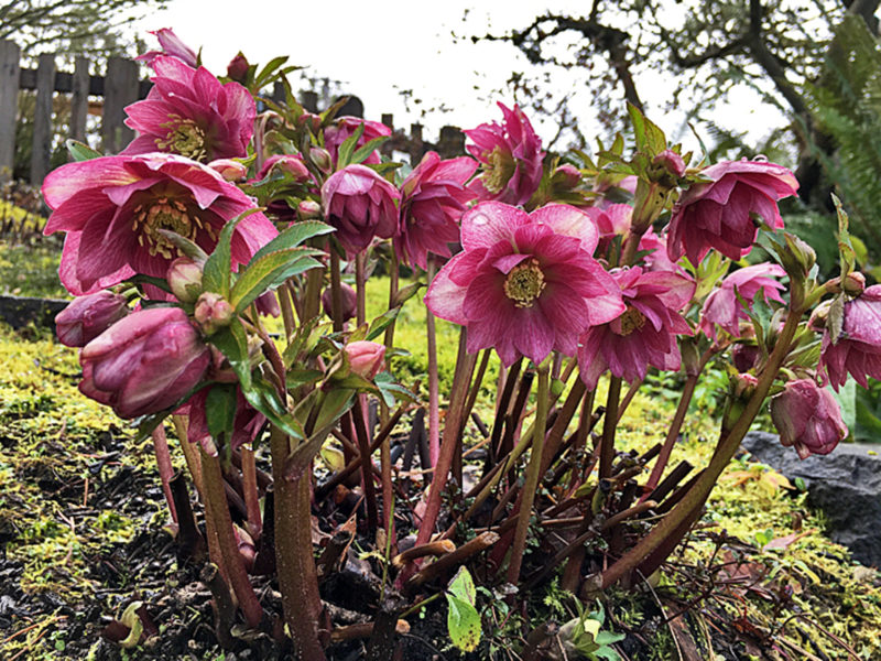 Lenten Roses - Marvel