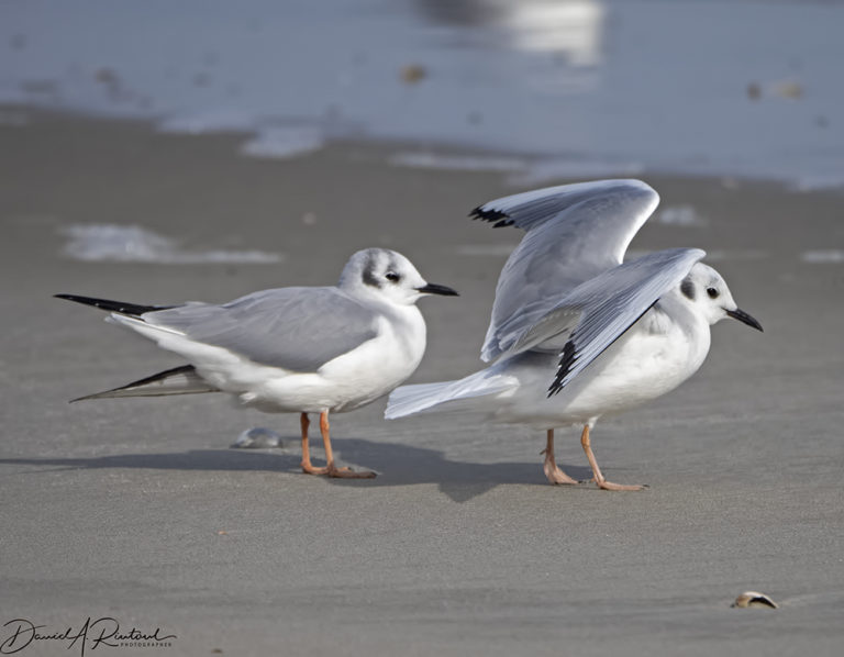 On The Road - Albatrossity - Florida and Georgia continued 2