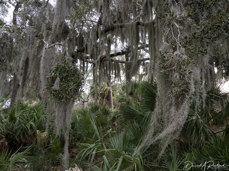 On The Road - Albatrossity - The Georgia and Florida coasts 3