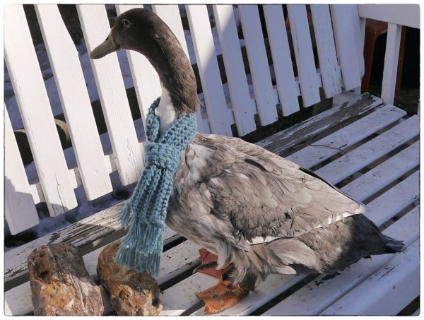 a duck in a knitted scarf