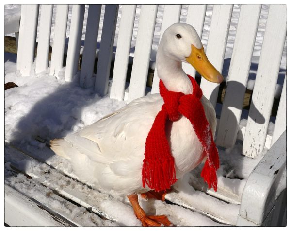 Pretty duck in pretty scarf