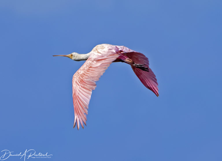 On The Road - Albatrossity - Florida and Georgia continued 5