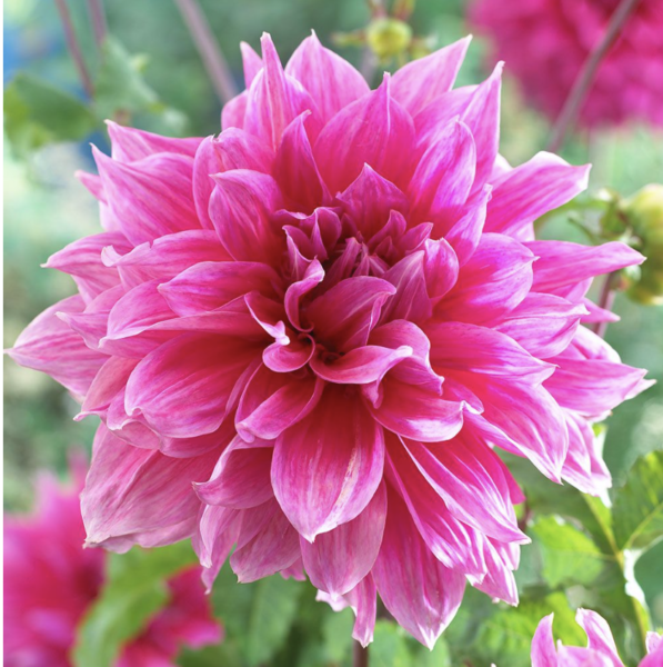 beautiful magenta dahlia