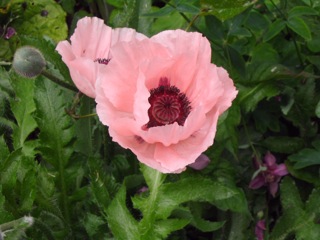 English Pink Flower