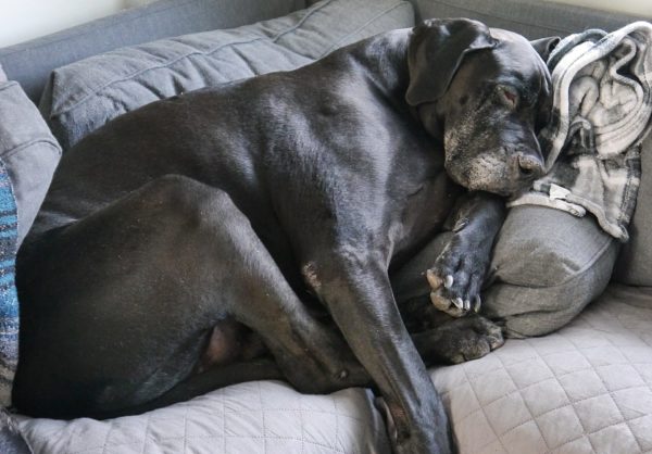 Sleep great dane