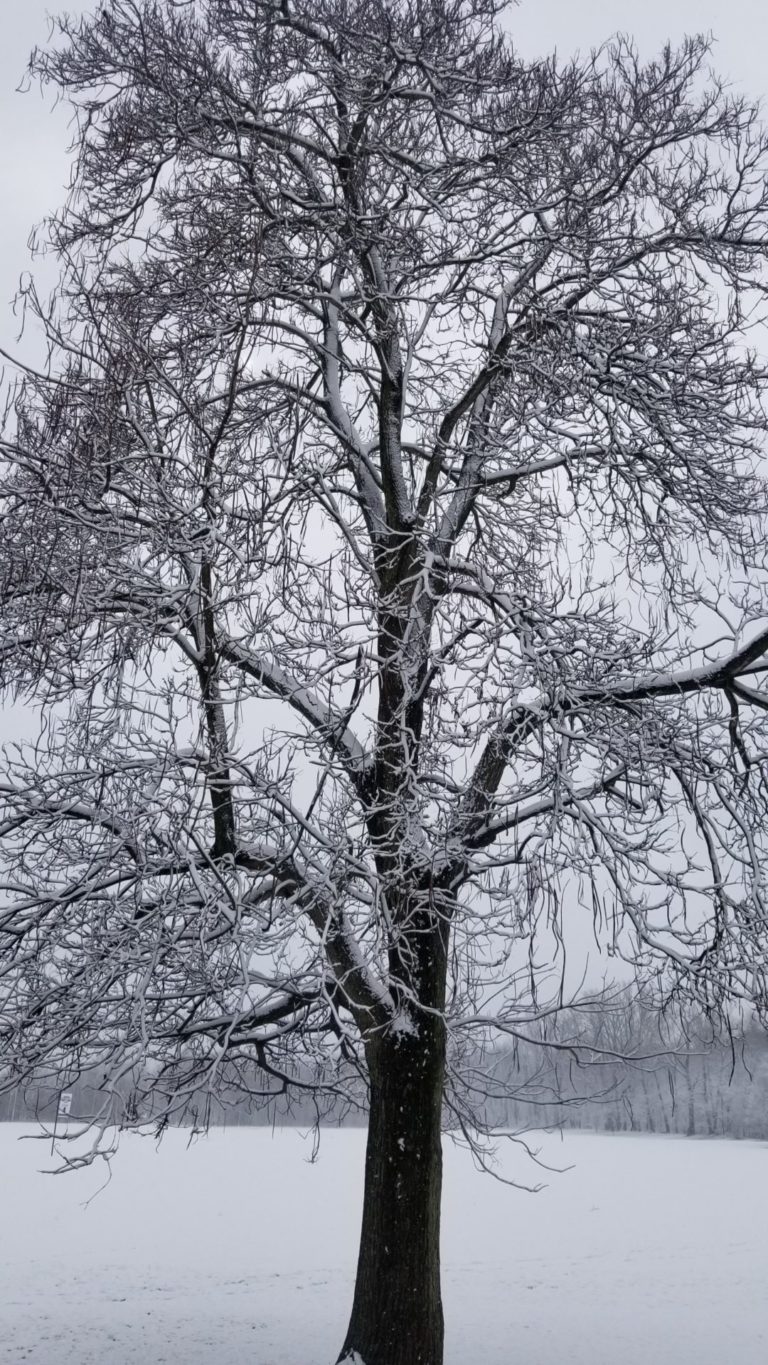 On The Road - mad citizen - Winter Snow February 26 2020 Fishers Indiana