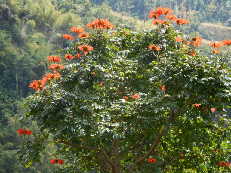 On The Road - Betty - Our Place in Dominica 1