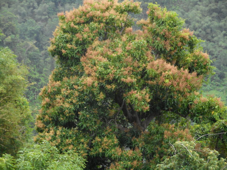 On The Road - Betty - Our Place in Dominica 2