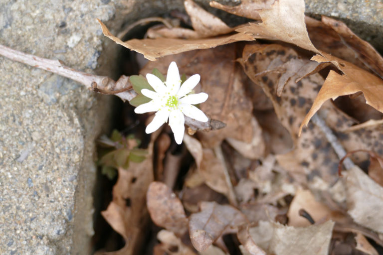 On The Road - J R in WV - Spring in the WV Woods, right outside the house 4