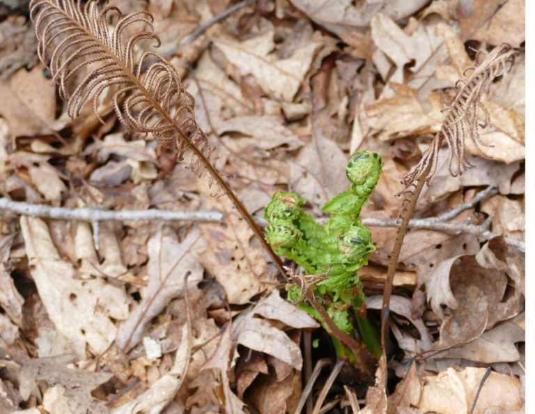 On The Road - J R in WV - Spring in the WV Woods, right outside the house 5