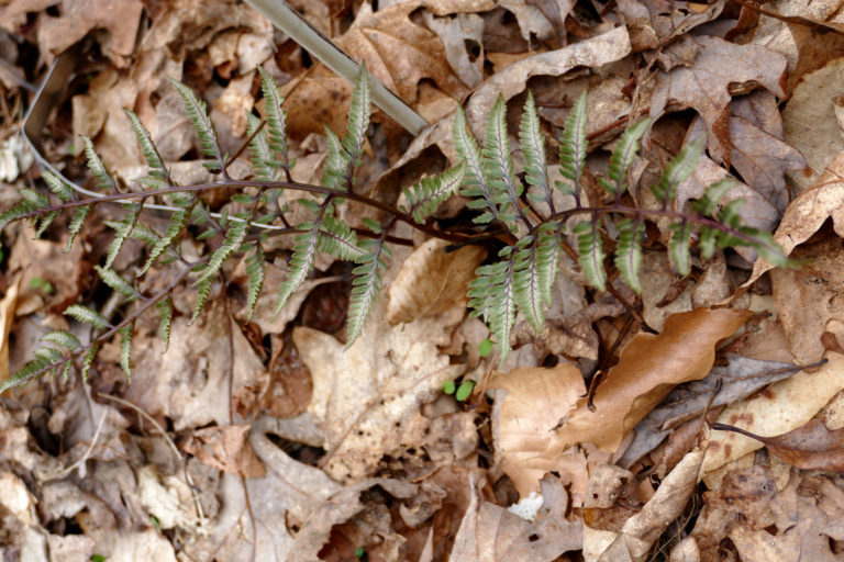 On The Road - J R in WV - Spring in the WV Woods, right outside the house 3