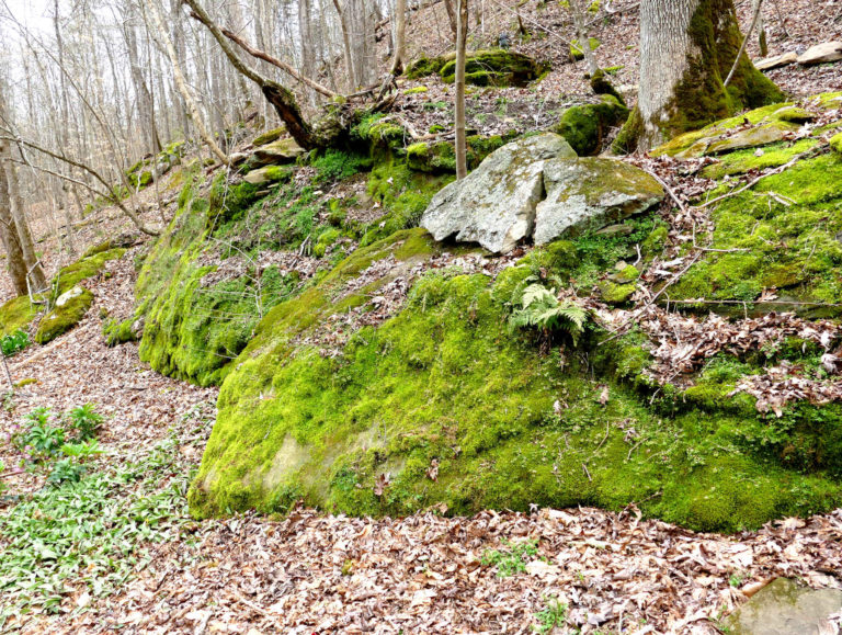 On The Road - J R in WV - Spring in the WV Woods, right outside the house