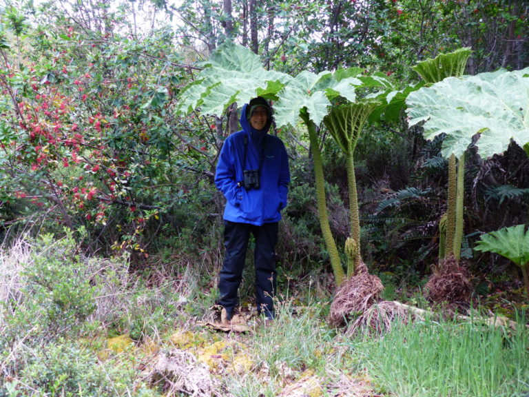 On The Road - Mike S (Now with a Democratic Congressperson!) - Tepuhueico Park, Chiloé Island, Los Lagos Region, Chile 5