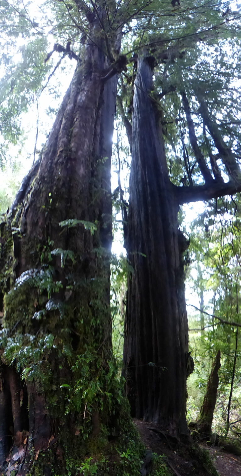 On The Road - Mike S (Now with a Democratic Congressperson!) - Tepuhueico Park, Chiloé Island, Los Lagos Region, Chile 3