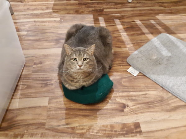 A Cat sitting on a hat