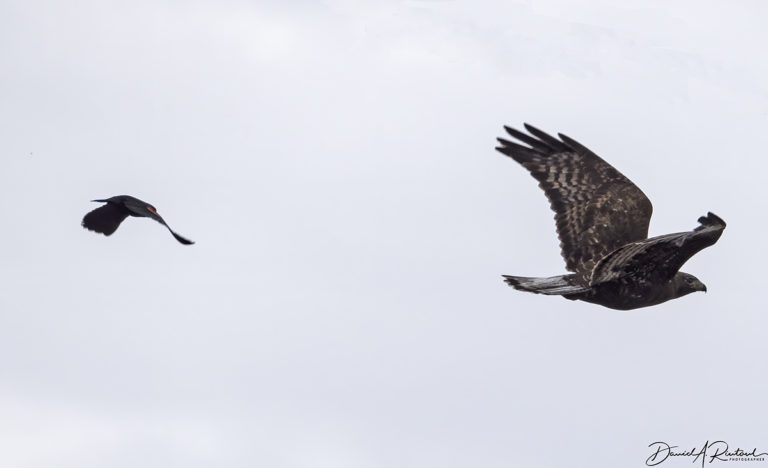 On The Road - Albatrossity - Spring in the time of COVID-19 4