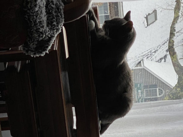 Watching the Snow