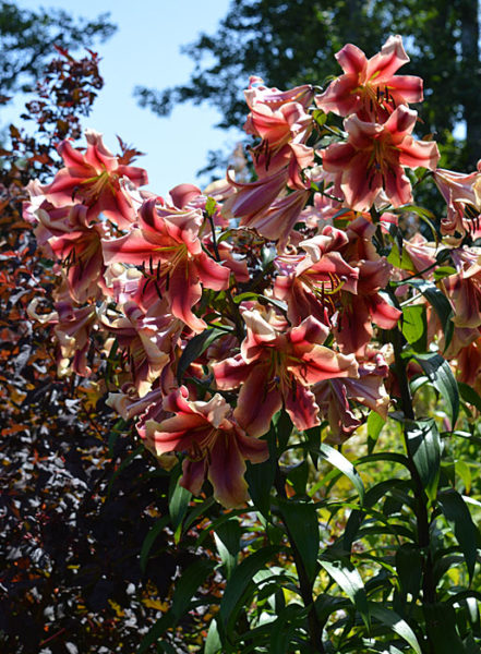 Sunday Morning Garden Chat: More Pacific Northwest Glory