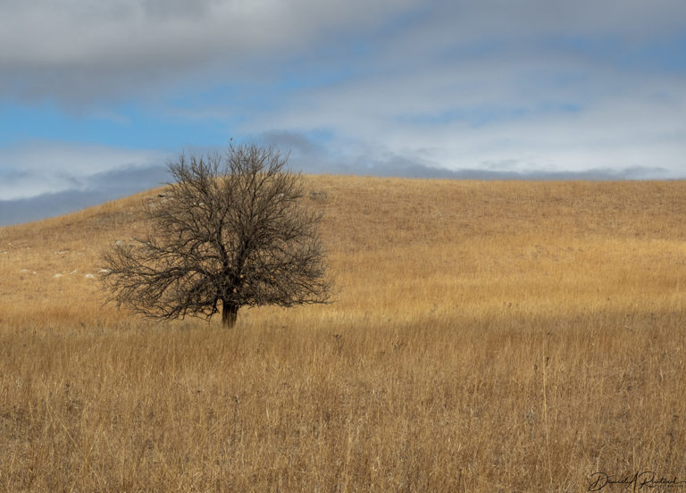 On The Road - Albatrossity - Springtime in Flyover Country