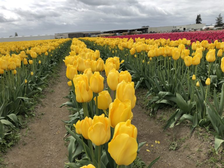 On The Road - cckids - Washington Tulips 7