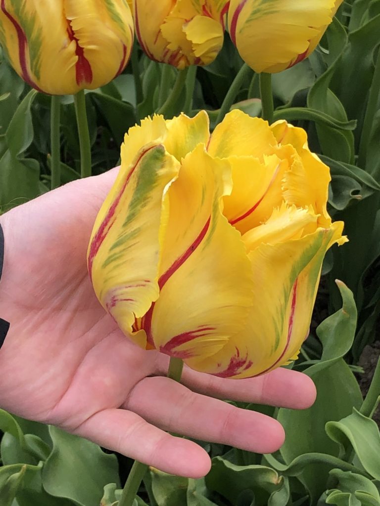 On The Road - cckids - Washington Tulips 3