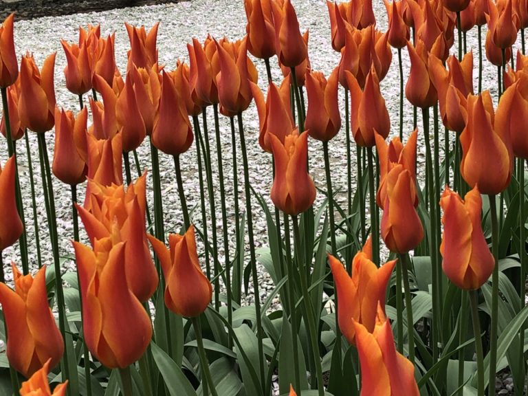 On The Road - cckids - Washington Tulips