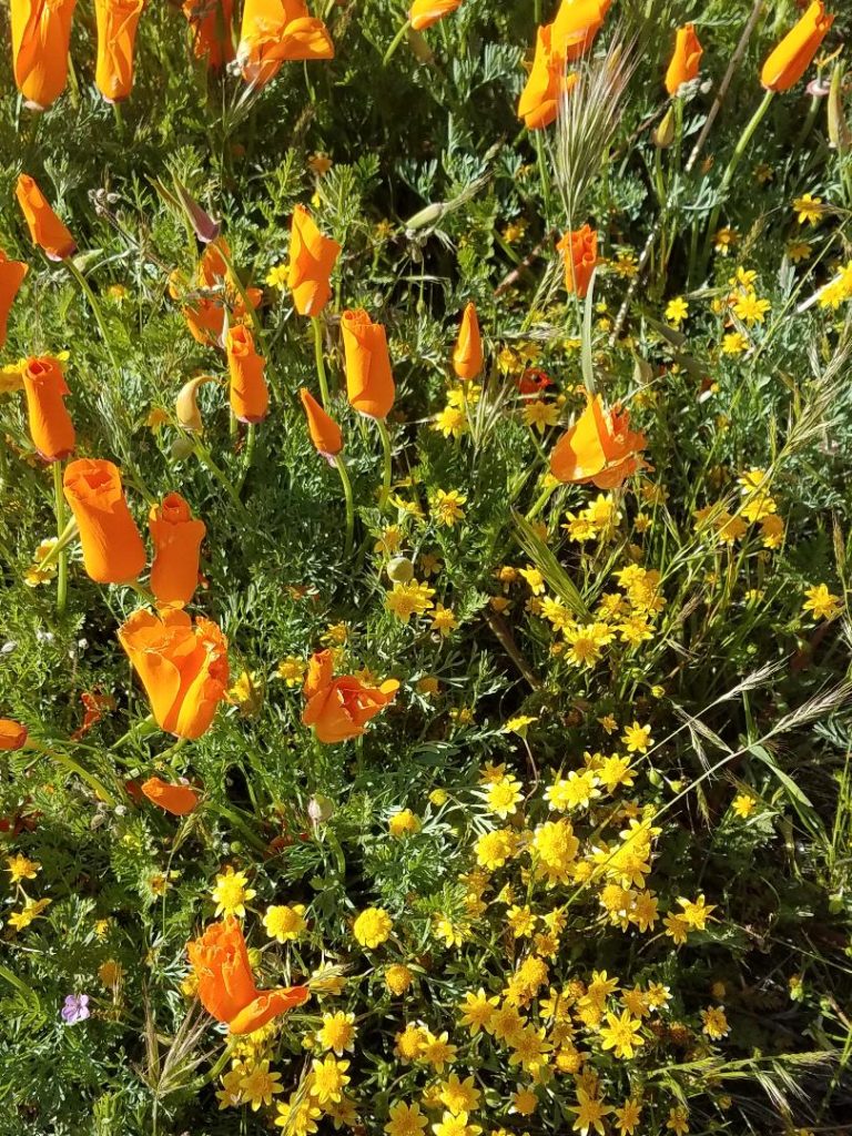 On The Road - Dmbeaster  - Antelope Valley Poppy Reserve, April 5, 2020 1