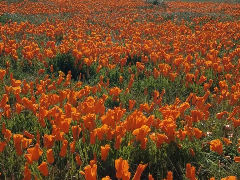 On The Road - Dmbeaster  - Antelope Valley Poppy Reserve, April 5, 2020 2